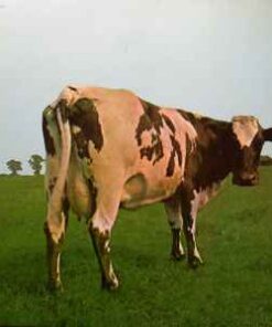 Pink Floyd – Atom Heart Mother - LP